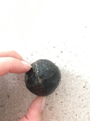 Planchonella australis