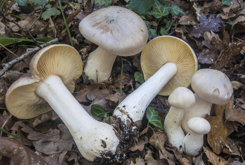 Section Entoloma · iNaturalist