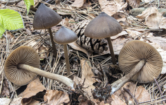 Entoloma hirtipes