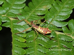 Epidaus