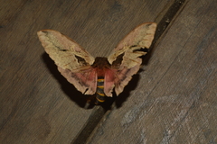 Dirphiopsis multicolor