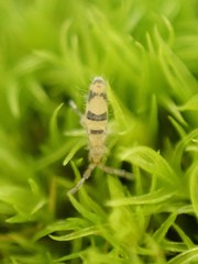 Entomobrya triangularis