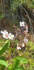 Dichaetanthera
