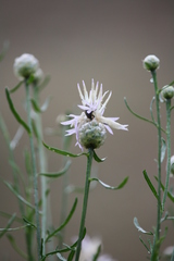 Centaurea breviceps
