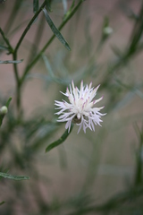 Centaurea breviceps