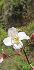 Dichaetanthera
