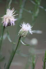 Centaurea breviceps