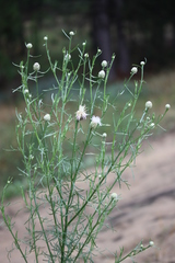 Centaurea breviceps