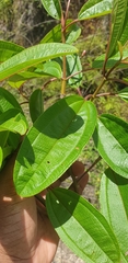 Dichaetanthera