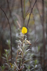 Chamaecytisus borysthenicus