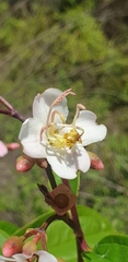 Dichaetanthera