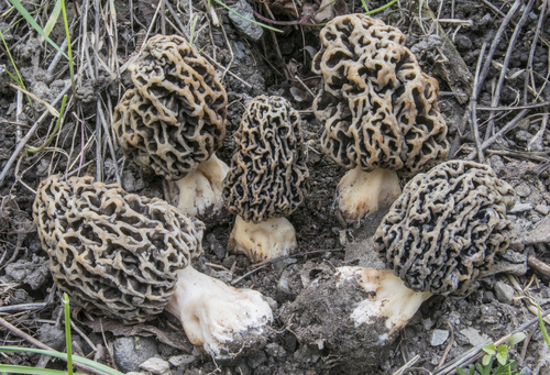 Morchella