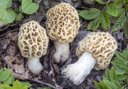 Yellow Morel
