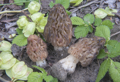 Morchella semilibera