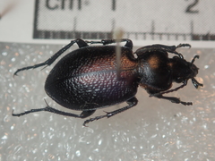 Carabus maurus