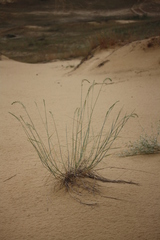 Agropyron dasyanthum