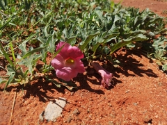 Harpagophytum procumbens