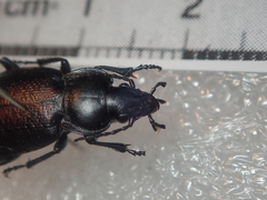 Carabus maurus