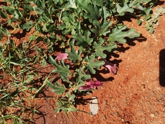 Harpagophytum procumbens