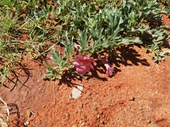 Harpagophytum procumbens
