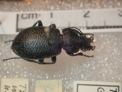 Carabus maurus
