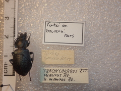 Carabus maurus