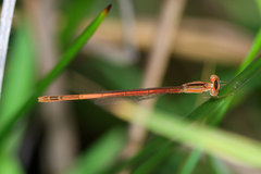 Agriocnemis falcifera
