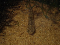 Mugilogobius