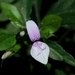 Peristrophe japonica - Photo (c) Lijin Huang (紫楝),  זכויות יוצרים חלקיות (CC BY-NC), הועלה על ידי Lijin Huang (紫楝)