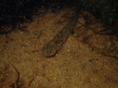 Mugilogobius