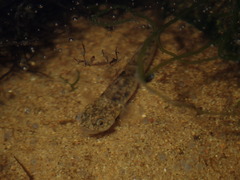 Mugilogobius