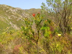 Aspalathus excelsa