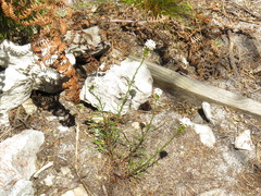 Pseudoselago gracilis