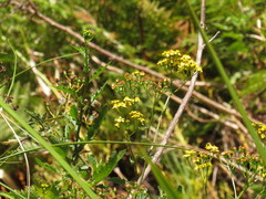 Senecio variifolius