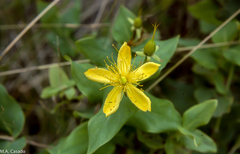 Hypericum grandifolium image