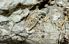 Chalcides coeruleopunctatus