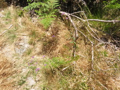 Pseudoselago verbenacea