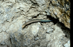 Chalcides coeruleopunctatus