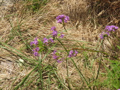 Pseudoselago verbenacea