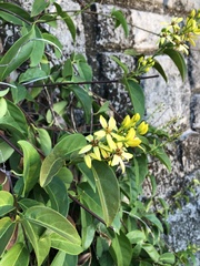 Tristellateia australasiae