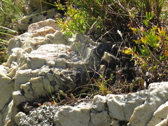 Ornithogalum schlechterianum