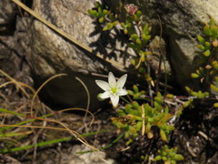 Ornithogalum schlechterianum