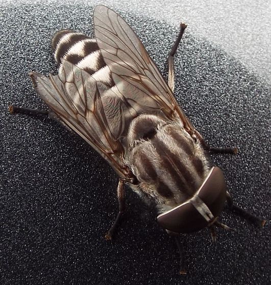 Tabanus nigripes