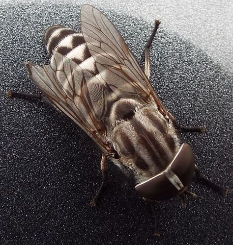 Black-footed Horse Fly