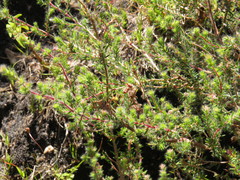 Erica parviflora