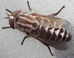 Tabanus nigripes