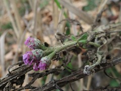 Saussurea neopulchella