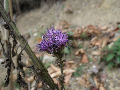 Saussurea neopulchella