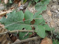 Saussurea neopulchella