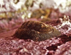 Onithochiton quercinus